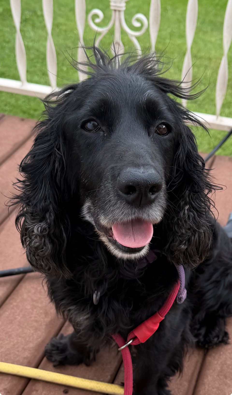 Jasper the cocker spaniel