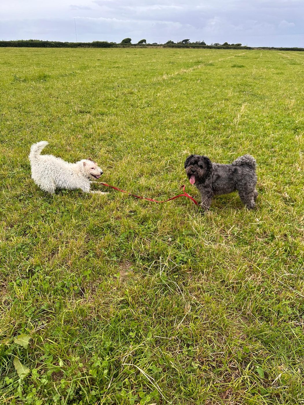 Dog walk photo