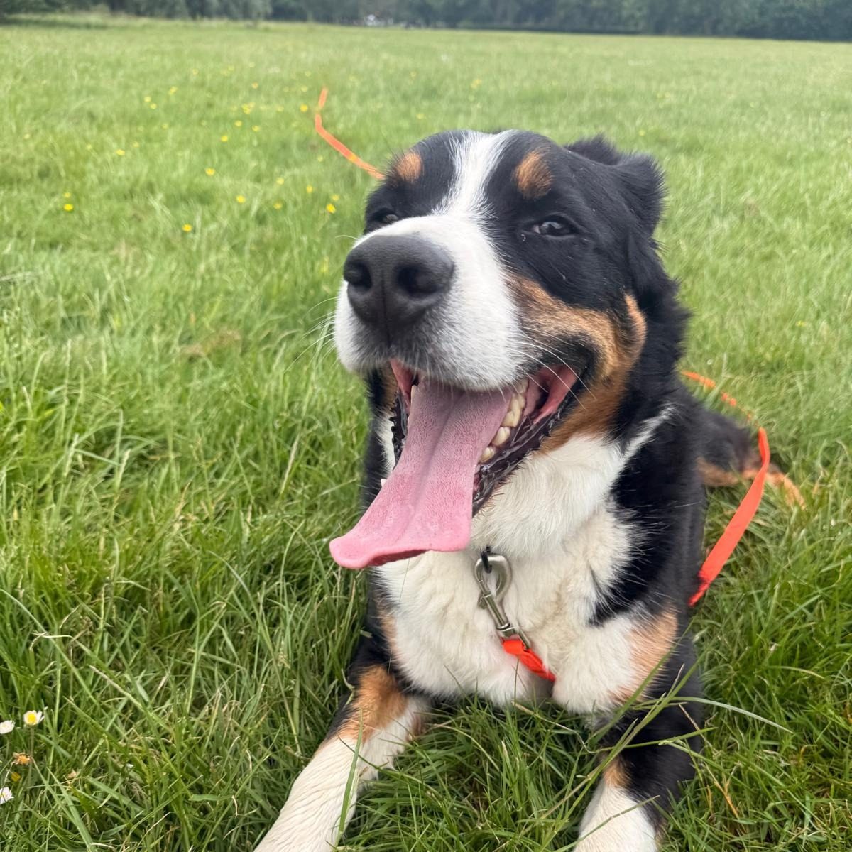 Dog walk photo