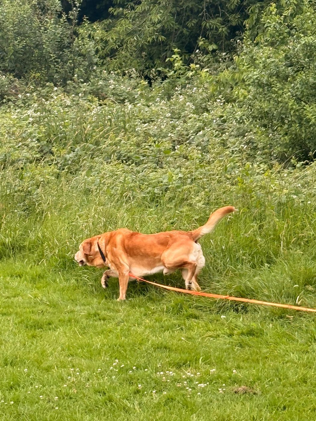 Ollie out for a walk