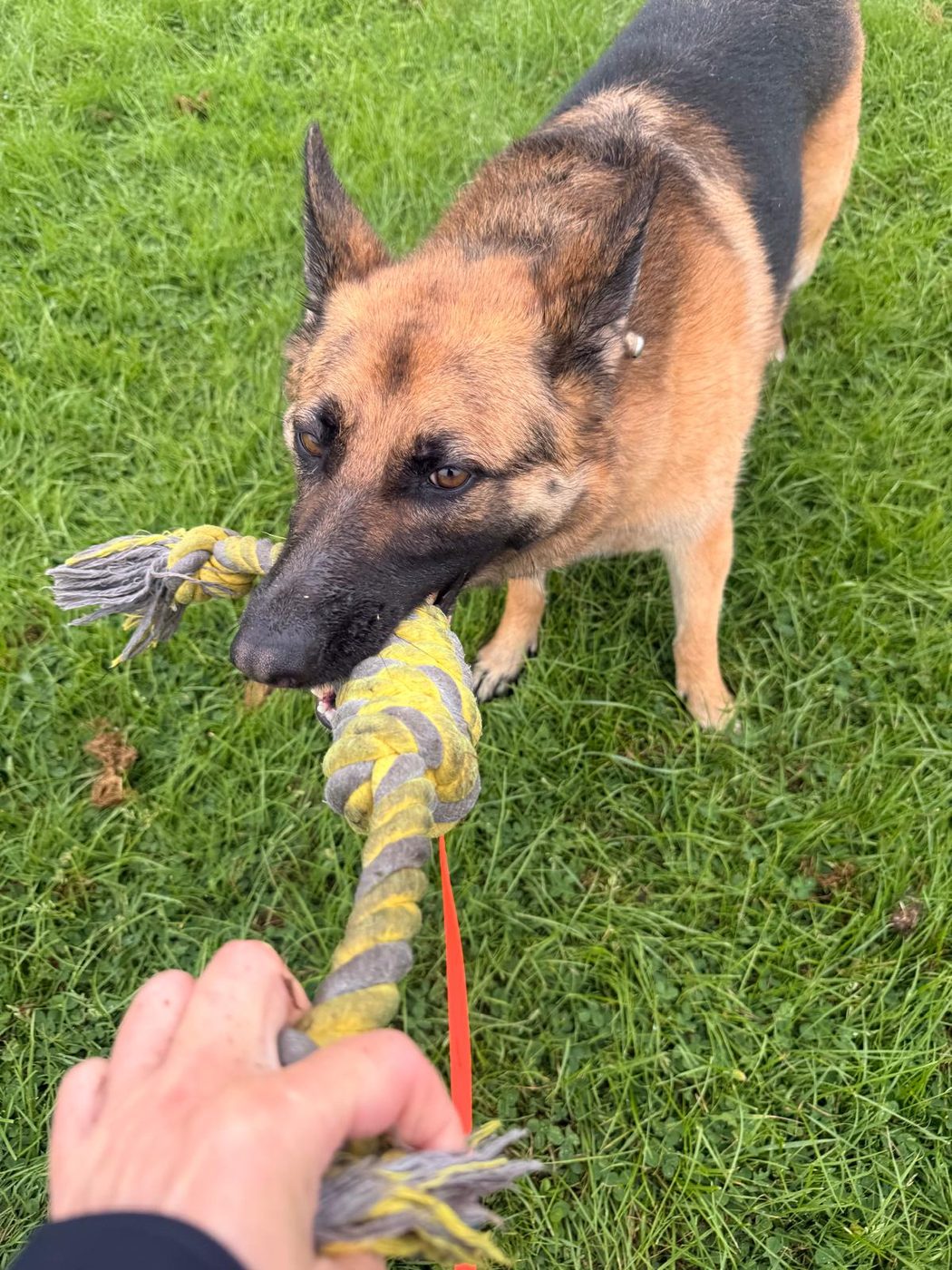 Dog walk photo